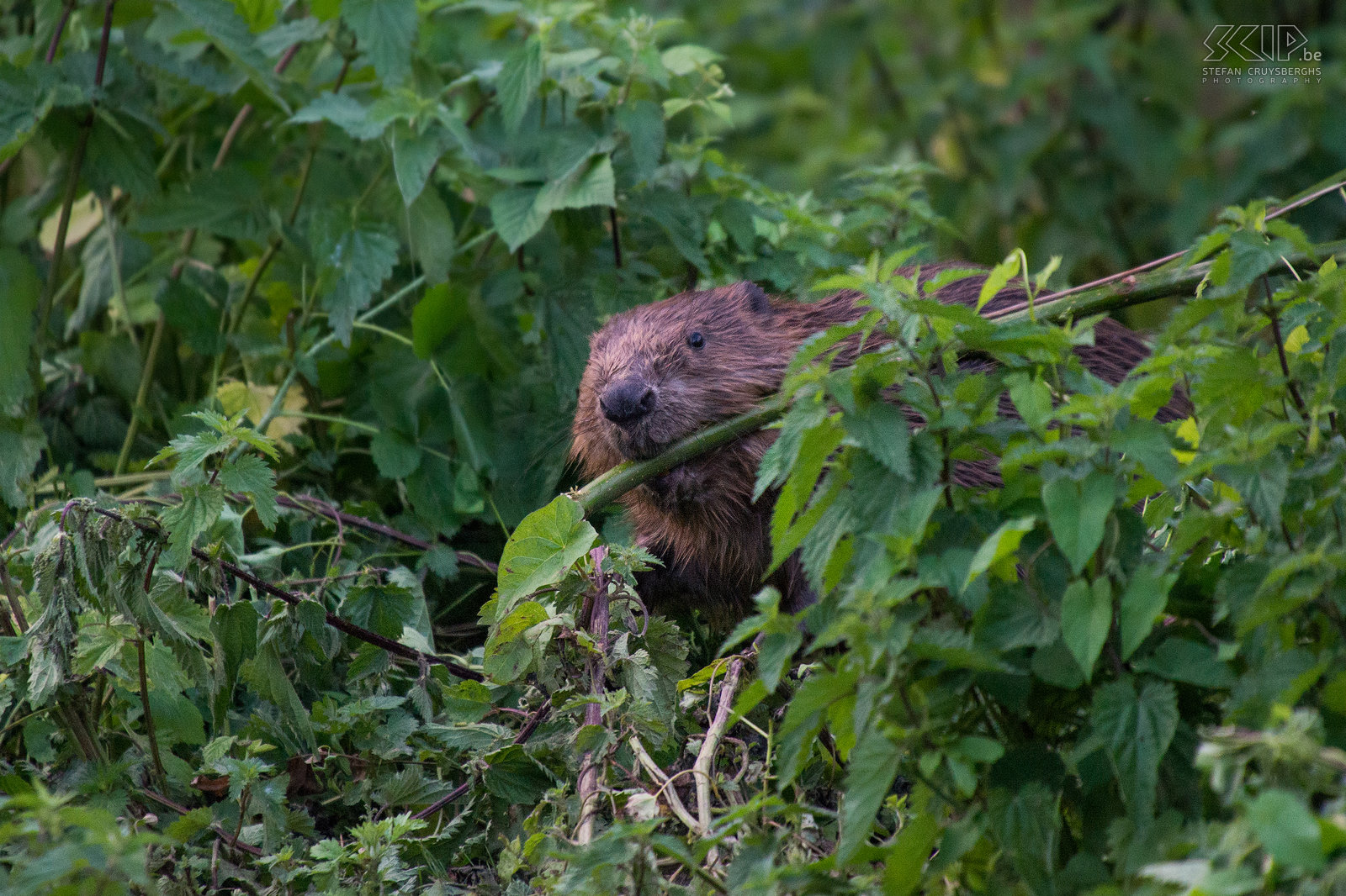 Stadsbevers van Leuven In juni had een beverfamilie van 4 dieren zich gevestigd in de Dijle nabij het Begijnhof in het centrum van Leuven. De bever (castor fiber) is het grootste knaagdier van Europa en komt sinds een paar jaar   terug op een aantal plaatsen voor in België. Bevers zijn nachtdieren en over het algemeen heel schuw. Maar deze bevers kwamen bij het vallen van de duisternis tevoorschijn en sleurden en knaagden aan takken terwijl heel wat mensen zaten toe te kijken. Begin juli zijn ze echter verjaagd en verder de Dijle opgezwommen.<br />
 Stefan Cruysberghs